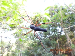 Nephila kuhli