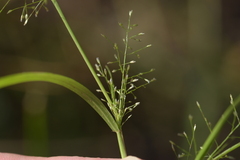 Eragrostis capillaris