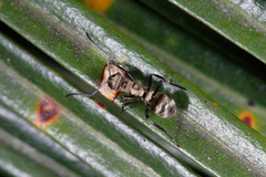 Polyrhachis cupreata