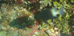 Stegastes partitus