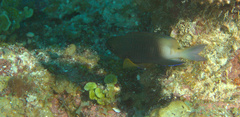 Stegastes partitus