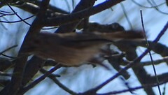 Acanthiza uropygialis