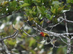 Piranga rubriceps