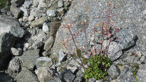 Image of Lifelong Saxifrage (Saxifraga kolenatiana) by (c) Igor Shelpiakov, some rights reserved (CC BY)