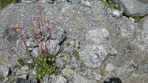 Saxifraga kolenatiana, photograph 4