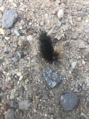 Halysidota ruscheweyhi