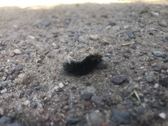 Halysidota ruscheweyhi