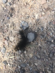 Halysidota ruscheweyhi