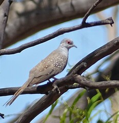 Geopelia cuneata