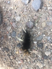 Halysidota ruscheweyhi