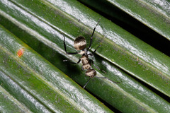 Polyrhachis cupreata