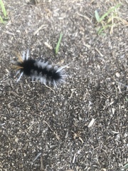 Halysidota ruscheweyhi