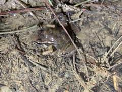 Leucostethus brachistriatus