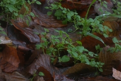 Stellaria media