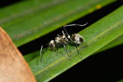 Polyrhachis cupreata