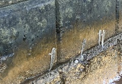 Periophthalmus chrysospilos