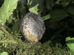 Turdus ignobilis