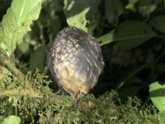 Turdus ignobilis