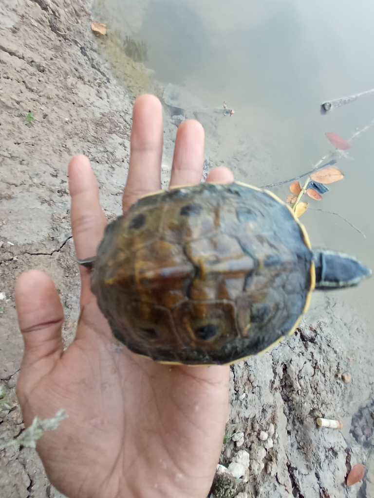 ビルマメダマガメ