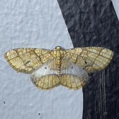 Dalima