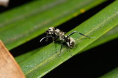 Polyrhachis cupreata