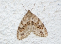 Trichopteryx polycommata