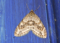 Trichopteryx polycommata