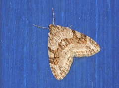 Trichopteryx polycommata