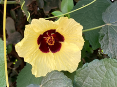 Hibiscus calyphyllus