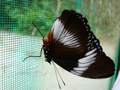 Hypolimnas monteironis