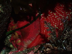 Cribrinopsis albopunctata