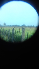 Pseudoleistes virescens