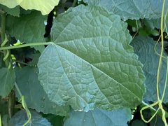 Hibiscus calyphyllus