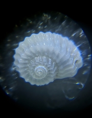 Pseudoliotia pulchella