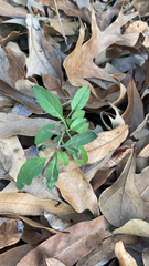 Solanum pseudocapsicum