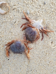 Polybius henslowii
