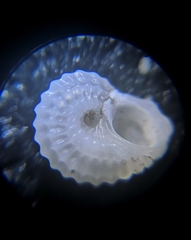 Pseudoliotia pulchella