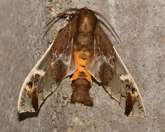 Parathyris semivitrea