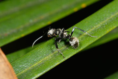 Polyrhachis cupreata