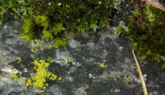 Orthotrichum anomalum