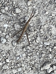 Achurum carinatum