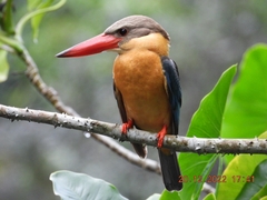Pelargopsis capensis