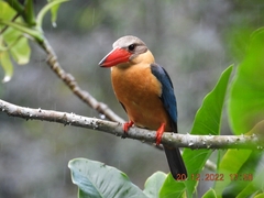 Pelargopsis capensis