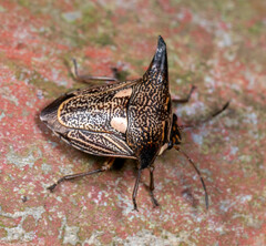 Alcimocoris coronatus