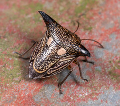 Alcimocoris coronatus