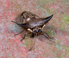 Alcimocoris coronatus