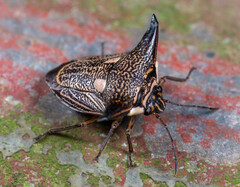 Alcimocoris coronatus