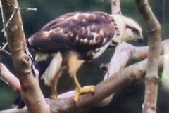 Buteo nitidus
