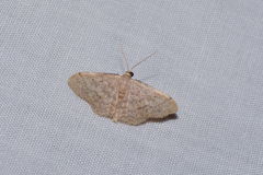 Idaea ptyonopoda