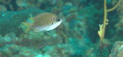Chromis insolata